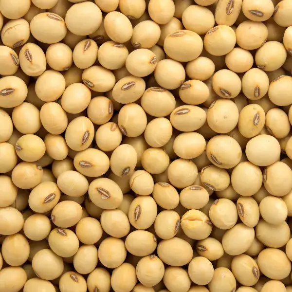 Soya Beans